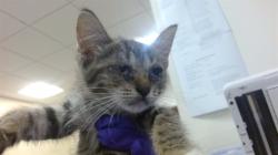 Shelter Stray Female Cat last seen Near BLOCK SW 88 TER, Doral, FL 33122