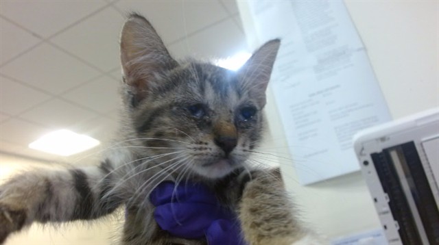 Shelter Stray Female Cat last seen Near BLOCK SW 88 TER, Doral, FL 33122