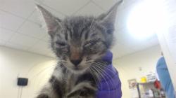 Shelter Stray Male Cat last seen Near BLOCK SW 88 TER, Doral, FL 33122