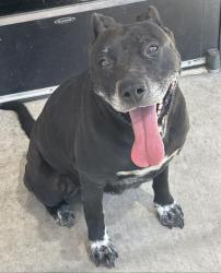 Shelter Stray Female Dog last seen Near BLK FORREST ST, BAKERSFIELD, CA, Bakersfield, CA 93307