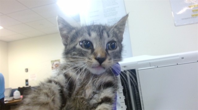 Shelter Stray Female Cat last seen Near BLOCK SW 88 TER, Doral, FL 33122