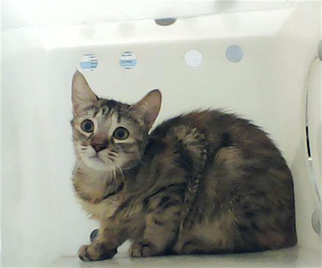 Shelter Stray Female Cat last seen Near BLOCK BRAGG BLVD, FAYETTEVILLE NC 28303, Fayetteville, NC 28306