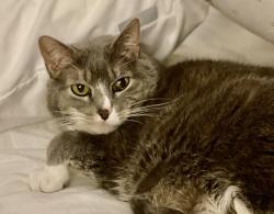 Reunited Male Cat last seen Lakeview and Lakeshore intersection , Asheville, NC 28804