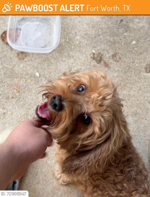 Found/Stray Male Dog last seen Basil ave, Fort Worth, TX 76134
