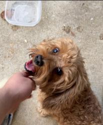 Found/Stray Male Dog last seen Basil ave, Fort Worth, TX 76134