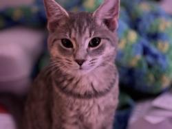 Reunited Female Cat last seen Farrs Bridge Rd, Greenville County, SC 29617