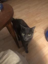 Reunited Male Cat last seen Asbury Ave & Green Grove Rd, Tinton Falls, NJ 07712