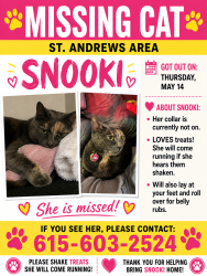 Lost Female Cat last seen By Salem Academy School, Murfreesboro, TN 37128