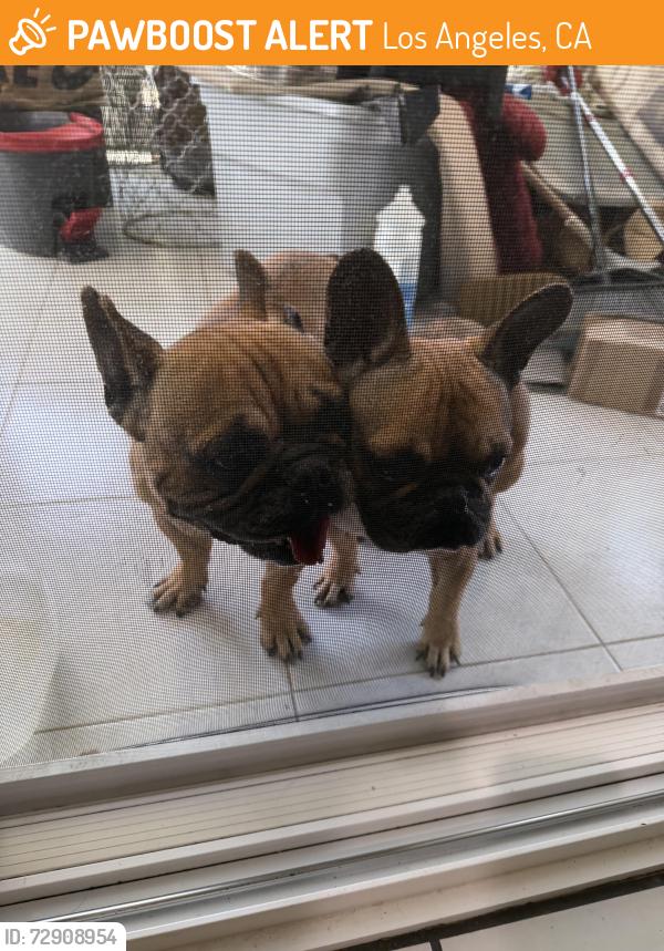 Found/Stray Unknown Dog last seen Carver elementary school , Los Angeles, CA 90012
