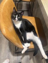 Reunited Male Cat last seen Near N Wildwood Rd, Maryville, TN 37804, USA, Maryville, TN 37804