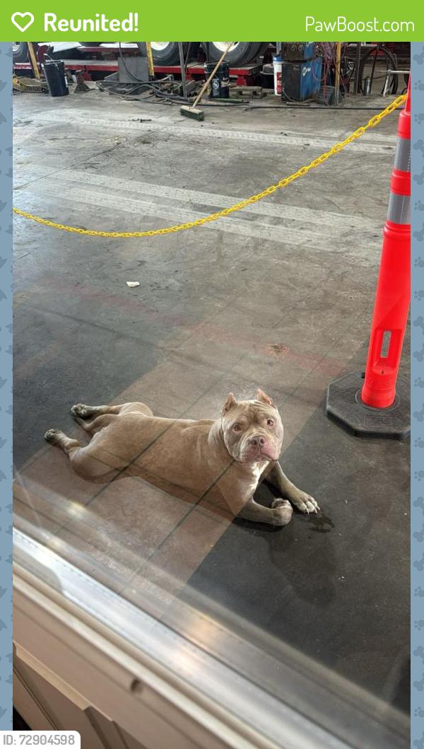Reunited Male Dog last seen Hwy 77, Waxahachie, TX 75165
