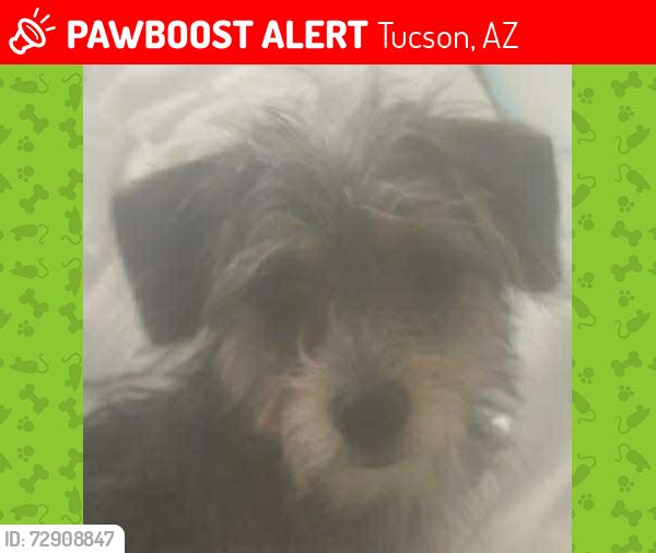 Lost Female Dog last seen Fort Lowell Rd and Palo Verde Ave, Tucson, AZ 85716
