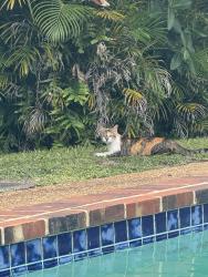 Found/Stray Female Cat last seen riverland rd, Fort Lauderdale, FL 33312