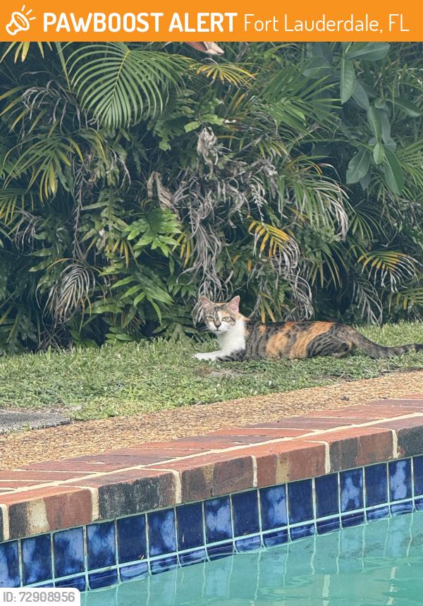Found/Stray Female Cat last seen riverland rd, Fort Lauderdale, FL 33312