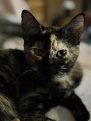 Reunited Female Cat last seen Farrs Bridge Rd, Greenville County, SC 29617