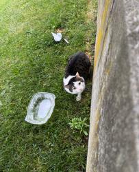Found/Stray Male Cat last seen 68th and Riverside, New York, NY 10024