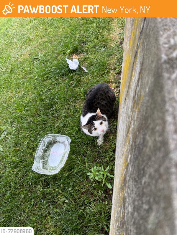Found/Stray Male Cat last seen 68th and Riverside, New York, NY 10024