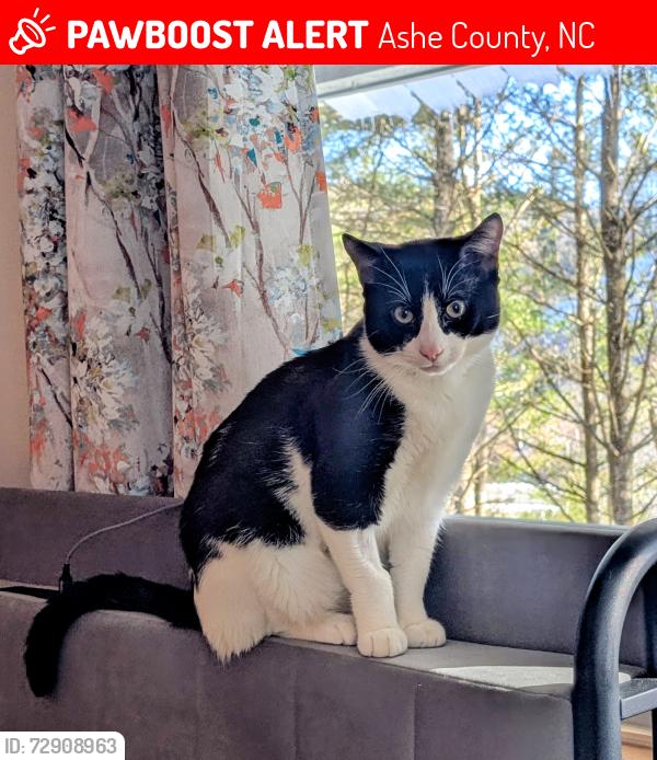 Lost Male Cat last seen Ira jordan and Keith st, Ashe County, NC 28626