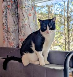 Lost Male Cat last seen Ira jordan and Keith st, Ashe County, NC 28626