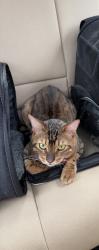 Reunited Male Cat last seen Near Metropolitan Ave, Bronx, NY 10462, USA, The Bronx, NY 10462