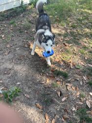 Lost Female Dog last seen A donation center, Gwinnett County, GA 30044