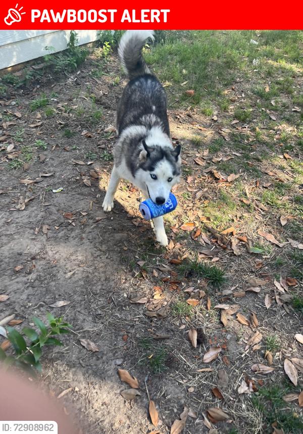 Lost Female Dog last seen A donation center, Gwinnett County, GA 30044
