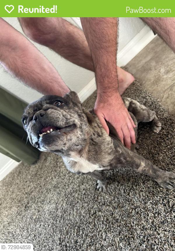 Reunited Female Dog last seen Near Osage Rd, Apple Valley, CA 92307, USA, Apple Valley, CA 92307