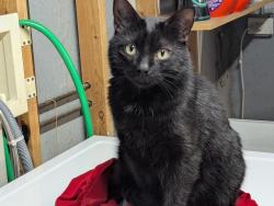 Reunited Male Cat last seen Cherry Street and Hill Street, Cary, IL 60013