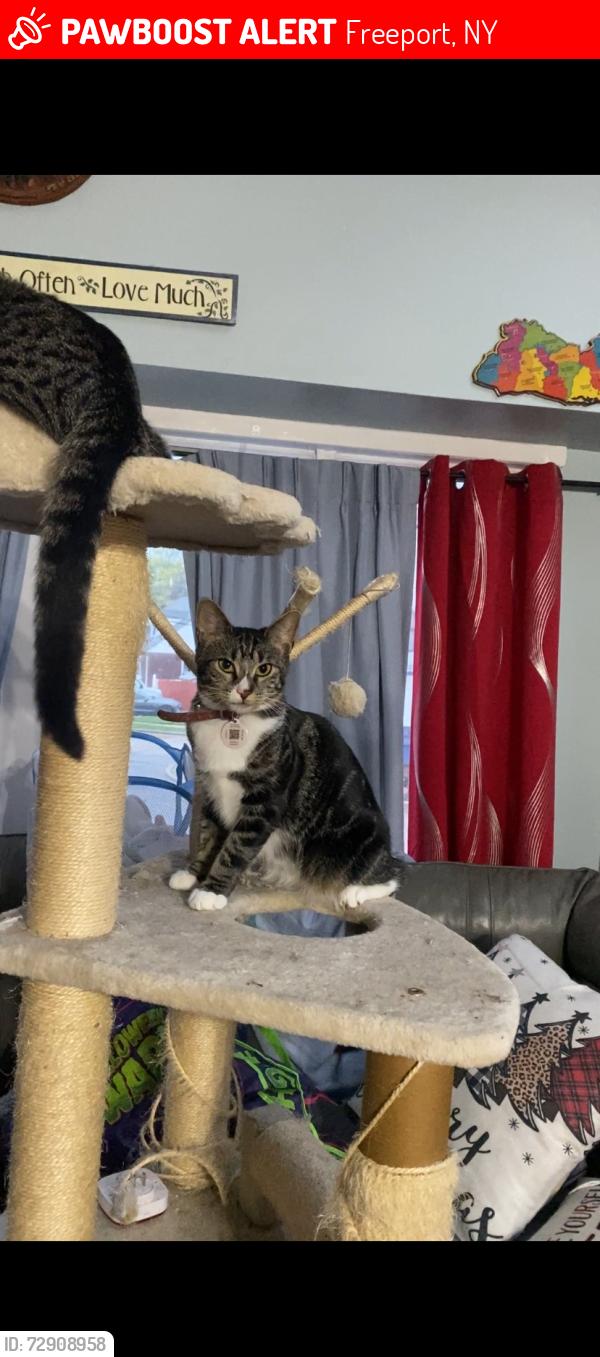 Lost Female Cat last seen Bayview Hose No. 3, Freeport, NY 11520