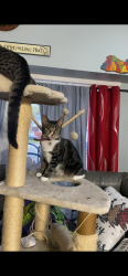 Lost Female Cat last seen Bayview Hose No. 3, Freeport, NY 11520