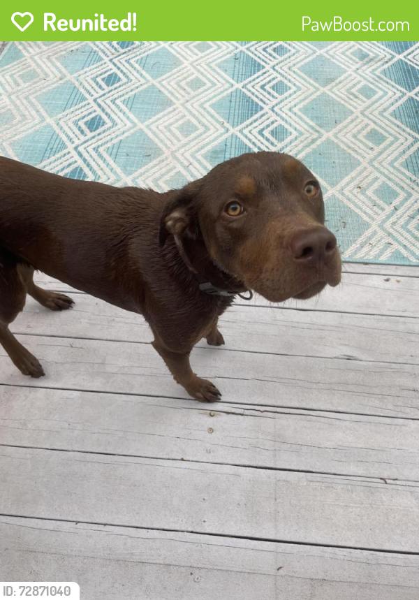 Reunited Female Dog last seen calhoun rd eustis fl, Lake County, FL 32736