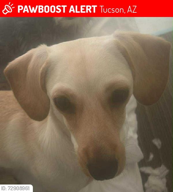 Lost Female Dog last seen Fort Lowell Rd and Palo Verde Ave, Tucson, AZ 85716