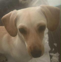 Lost Female Dog last seen Fort Lowell Rd and Palo Verde Ave, Tucson, AZ 85716