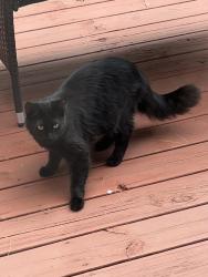 Reunited Unknown Cat last seen Kaposia Elementary School , South Saint Paul, MN 55075