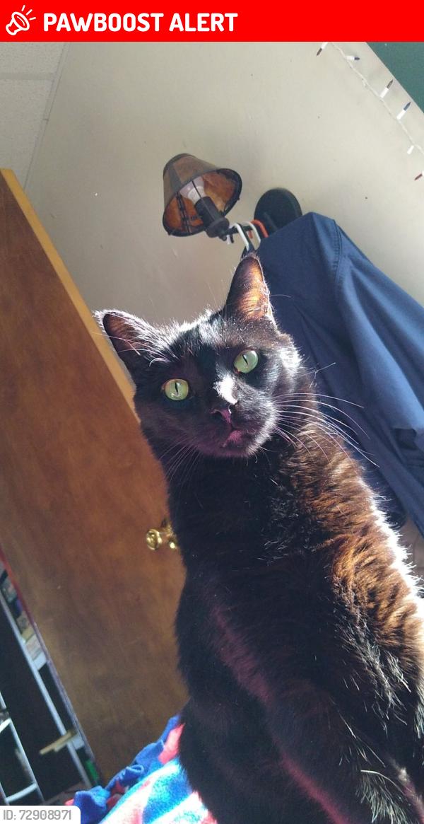 Lost Male Cat last seen Half block from Baker Street on 15th, Wisconsin Rapids, WI 54494