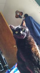 Lost Male Cat last seen Half block from Baker Street on 15th, Wisconsin Rapids, WI 54494