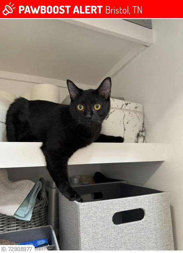 Lost Male Cat last seen Volunteer parkway, Vance dr, rooster front, Bristol, TN 37620