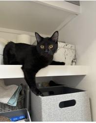 Lost Male Cat last seen Volunteer parkway, Vance dr, rooster front , Bristol, TN 37620