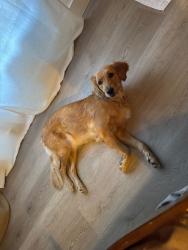 Reunited Female Dog last seen Triple C Rqnch, Brooksville, FL 34601