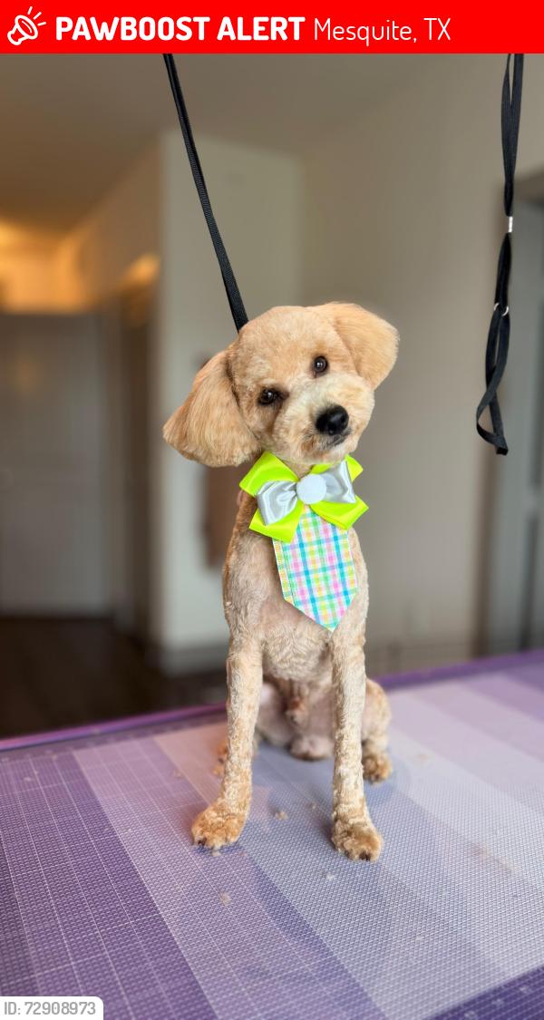 Lost Male Dog last seen Mice Way, Mesquite, TX 75149