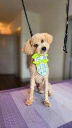 Lost Male Dog last seen Mice Way, Mesquite, TX 75149