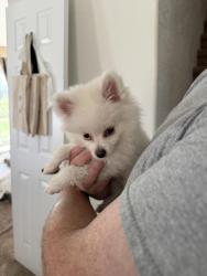 Reunited Male Dog last seen Saddle Rock Ridge, Aurora, CO 80015