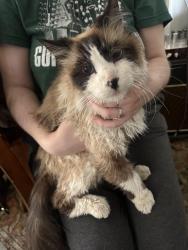 Reunited Male Cat last seen Tenaya & peacecway, Spring Valley, NV 89147