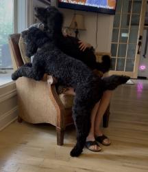 Lost Male Dog last seen Parkrow and Field, Arlington, TX 76013