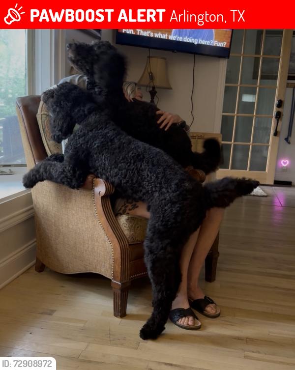 Lost Male Dog last seen Parkrow and Field, Arlington, TX 76013