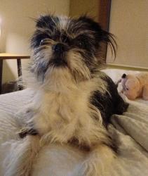 Reunited Female Dog last seen Near s broadway ave mobile home park, Wichita, KS 67216