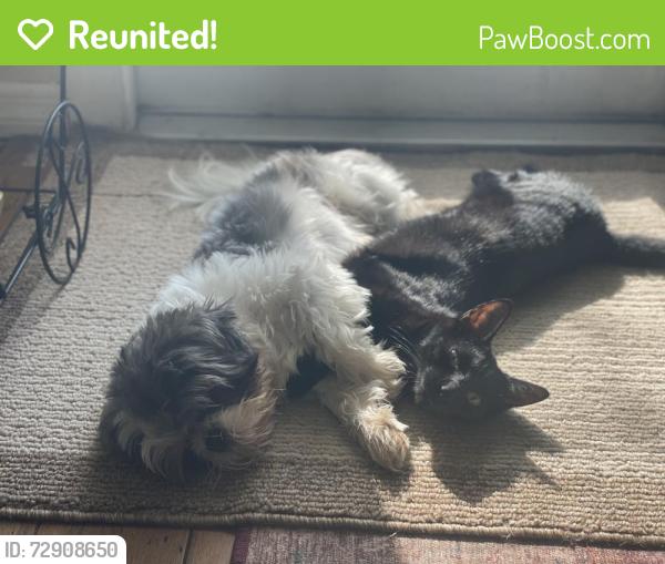 Reunited Female Dog last seen 13th street and 62nd Ave n, St. Petersburg, FL 33703