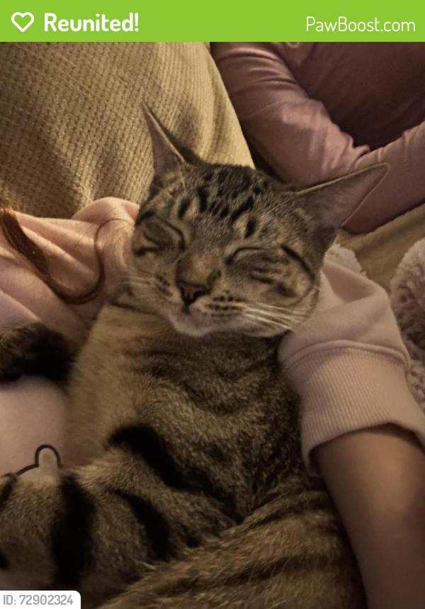 Reunited Male Cat last seen Silver Tip and Towerstone, Spring, TX 77379