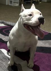 Lost Female Dog last seen Hawthorne/Miccosukee, Tallahassee, FL 32308