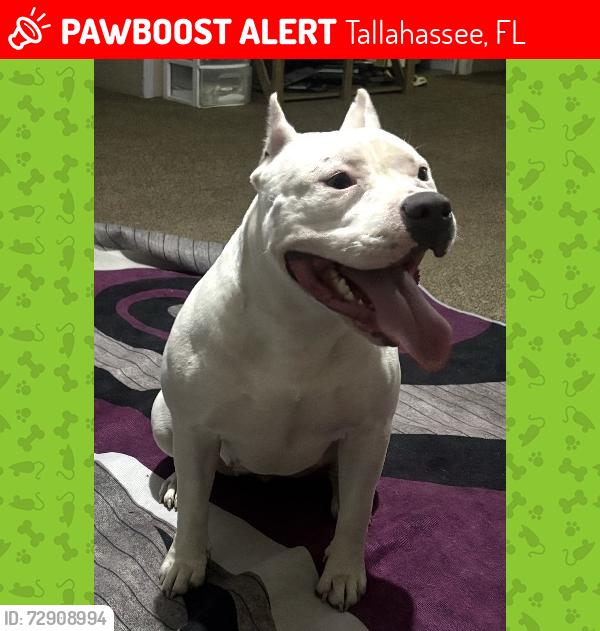 Lost Female Dog last seen Hawthorne/Miccosukee, Tallahassee, FL 32308